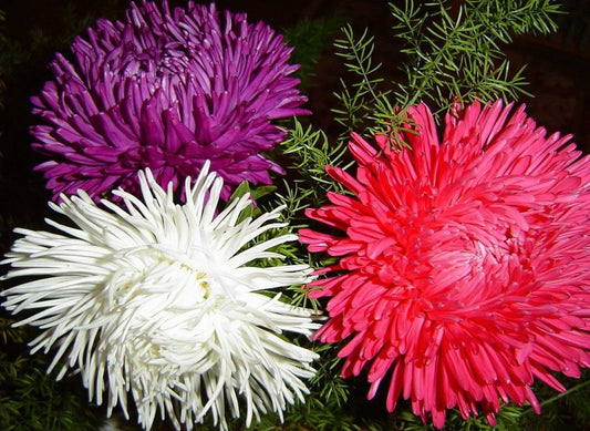 Aster seeds Krallen mix, 500 Aster seeds, Organic heirloom SW173