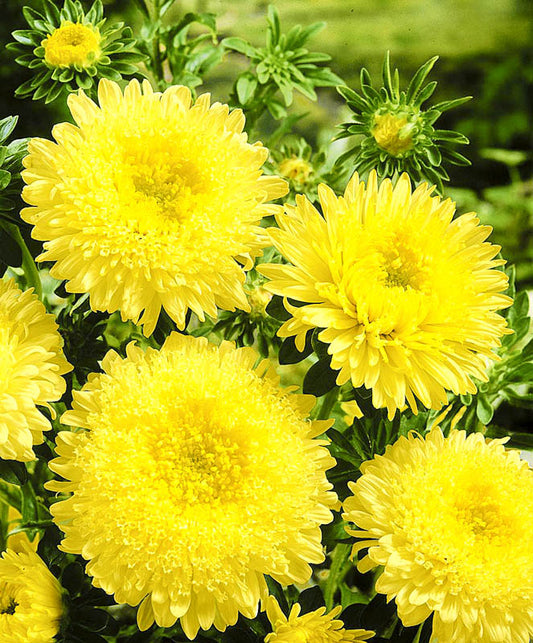 Aster seeds Art ZLATA (yellow), 0.25g Aster seeds, Organic heirloom SW180