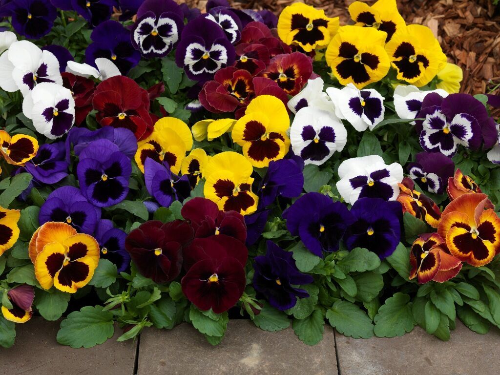 Viola seeds, Viola SWISS MIX SW164