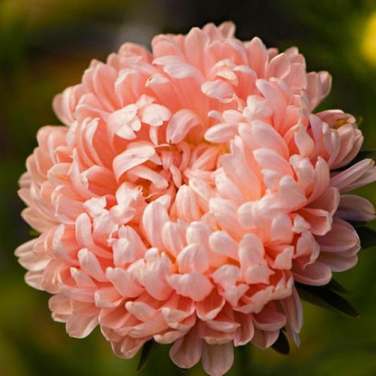 Aster seeds Peach Tower, 0.3g Aster seeds, Organic heirloom SW285-#94