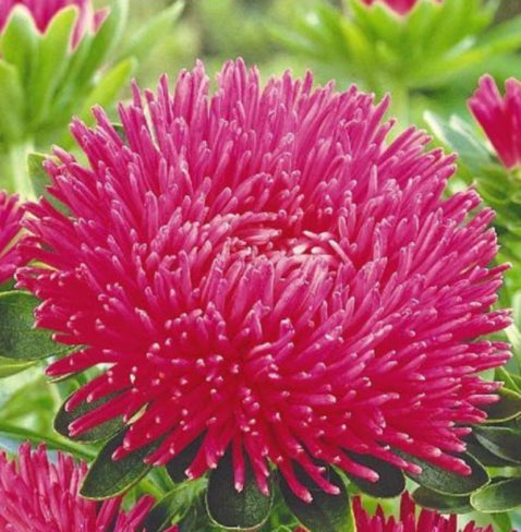 Aster seeds Dragon Tourmaline, 0.3g Aster seeds, Organic heirloom SW280-#89