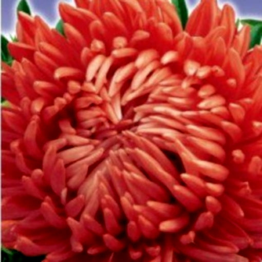 Aster seeds Meteor Scarlet, 0.3g Aster seeds, Organic heirloom SW283-#92