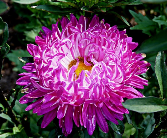 Aster seeds Gray Lady Red, 0.3g Aster seeds, Organic heirloom SW288-#97