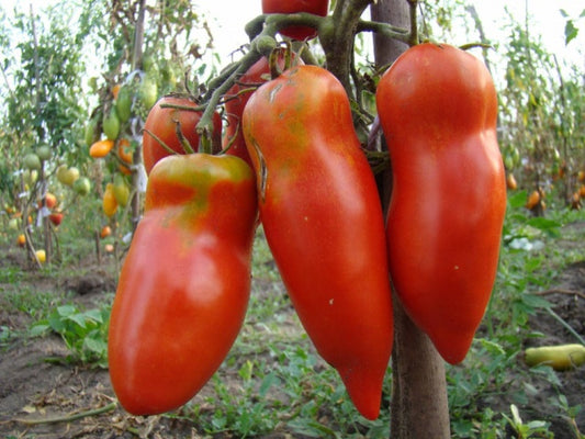 Tomato seeds, tomato Pepper SW415