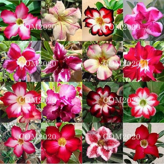 Adenium obesum seeds, 10 Adenium obesum mix seeds SW1011