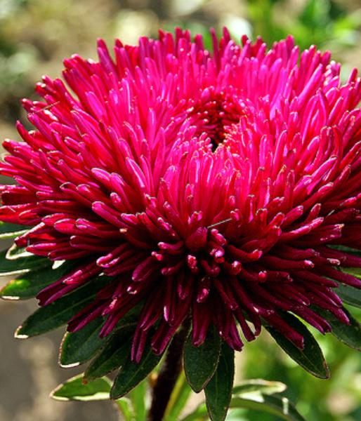 Aster seeds Granat, 0.2g Aster seeds, Organic heirloom SW278-#87