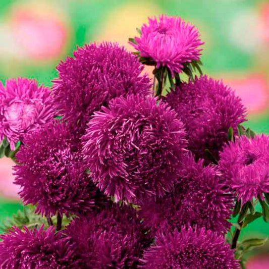Aster seeds Amethyst, 0.2g Aster seeds, Organic heirloom SW276-#85