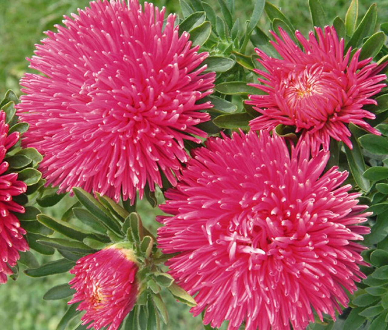 Aster seeds Artistic CARMELITA Red, 0.25g Aster seeds, Organic heirloom SW709