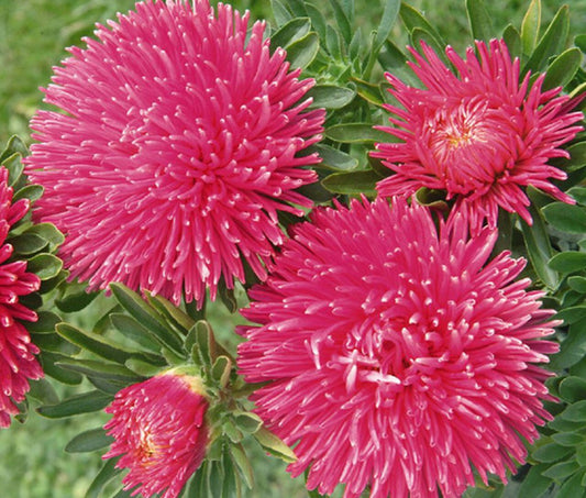Aster seeds Artistic CARMELITA Red, 0.25g Aster seeds, Organic heirloom SW709