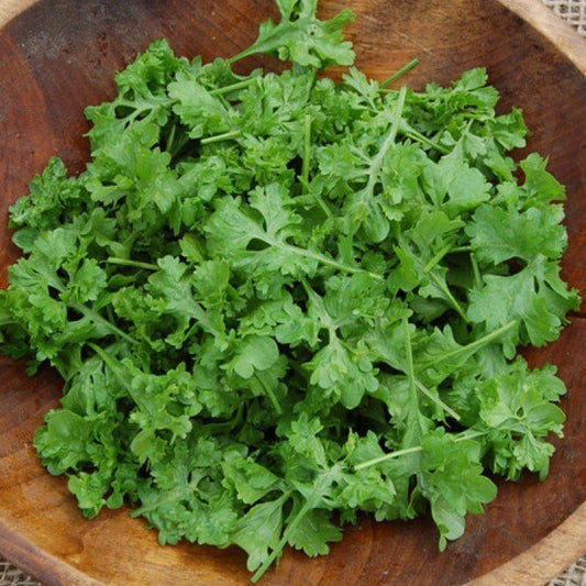 Watercress Azhur seeds, 1000 salad seeds,organic heirloom SW641