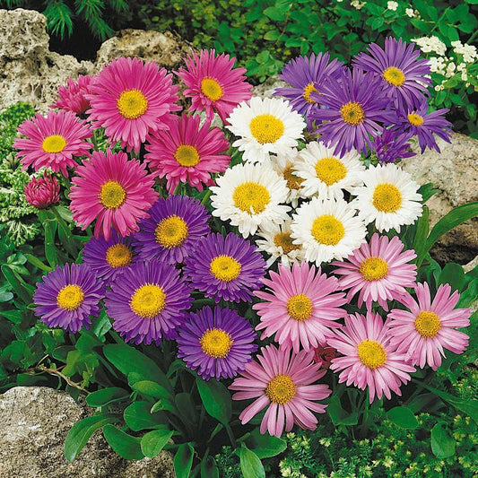 Aster seeds Alpine perennial, 0.1g Aster seeds, Organic heirloom SW643-#319