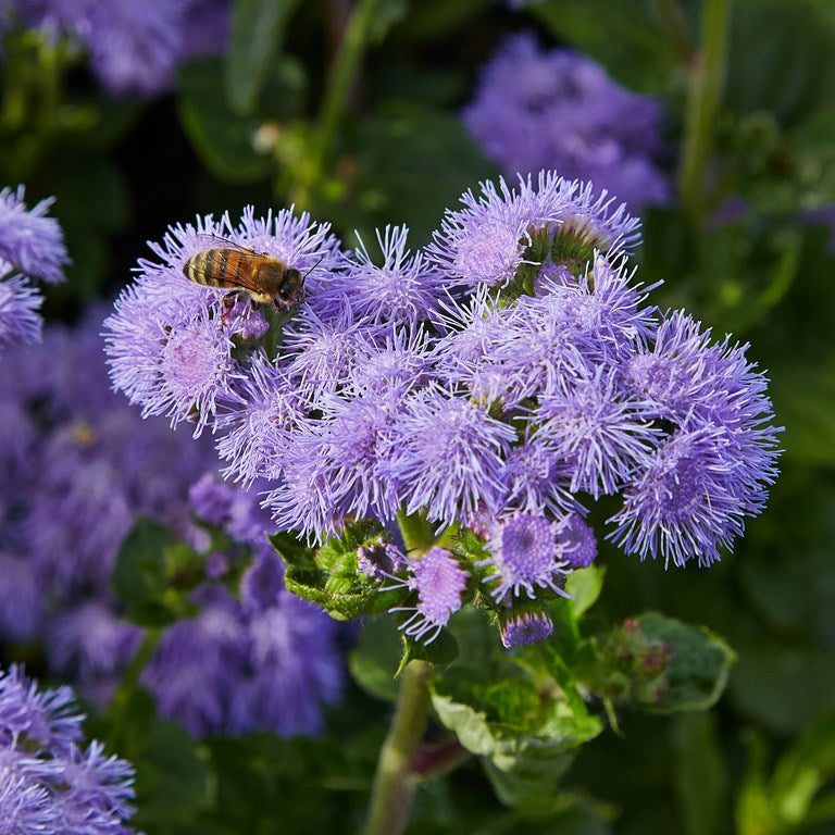 Ageratum Blue seeds, 5000 Ageratum Blue seeds SW827