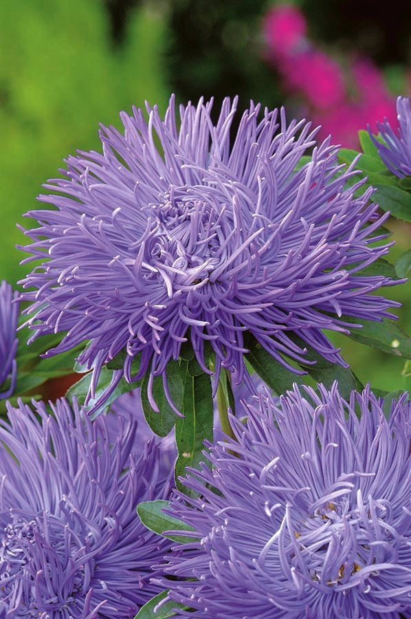 Aster seeds Kralen Angora, 0.25g Aster seeds, Organic heirloom SW930