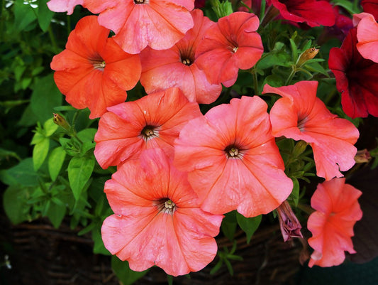 Petunia seeds, 500 Petunia salmon.seeds, Organic heirloom SW852