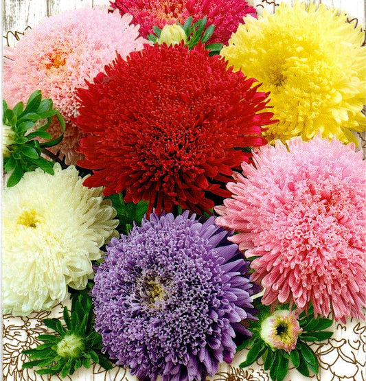 Aster seeds princess mix, 0.25g Aster seeds, Organic heirloom SW936