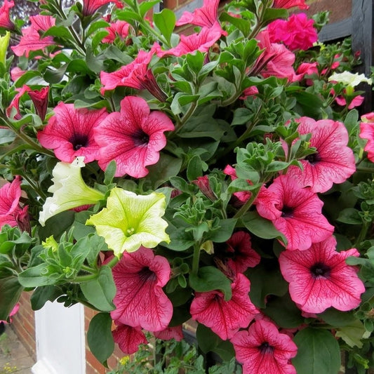 Petunia seeds, 2500 Petunia Rainbow.seeds, Organic heirloom SW751