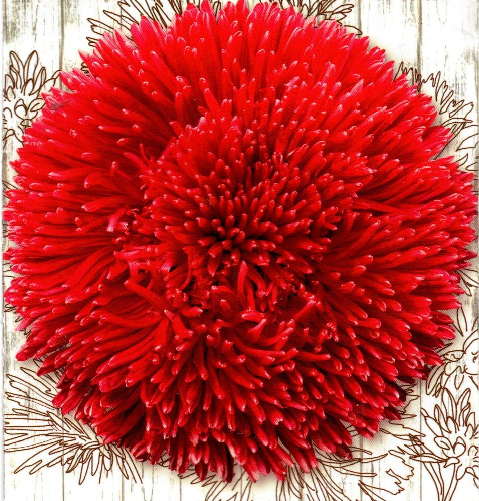 Aster seeds artistic Scarlet, 0.25g Aster seeds, Organic heirloom SW939