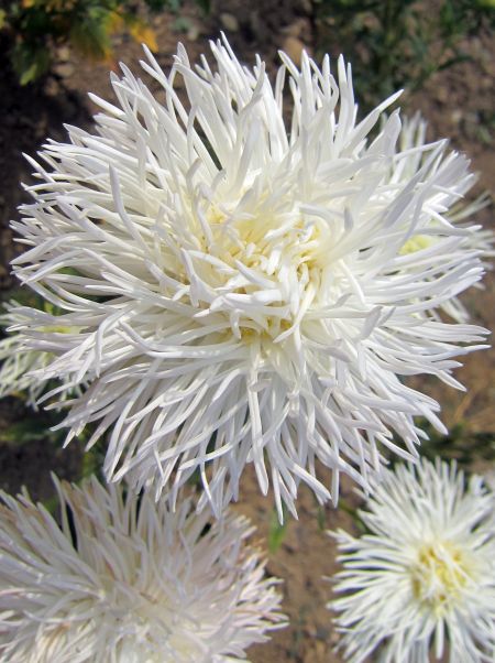 Aster seeds Art Swan, 0.3g Aster seeds, Organic heirloom SW282