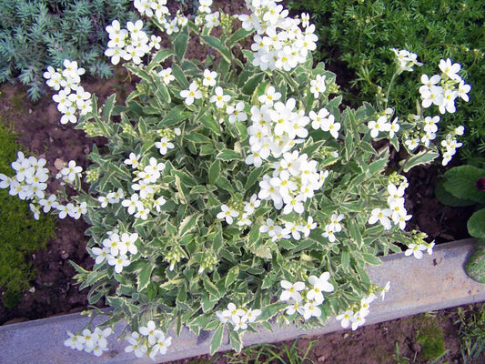Arabis seeds, 500 Arabis Grandiflora white seeds SW830