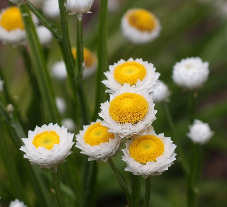 Ammobium alatum seeds SW744