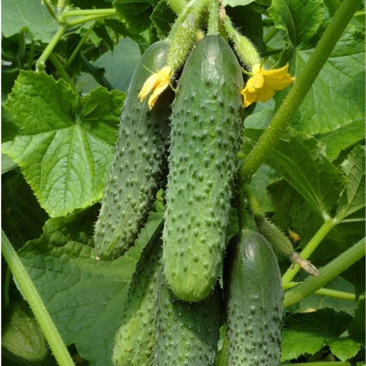 Cucumber seeds set №4 Parisian Cornichon SW959, Chernobryvtsy SW893, Chinese kite SW916, Game SW886 - SW1017