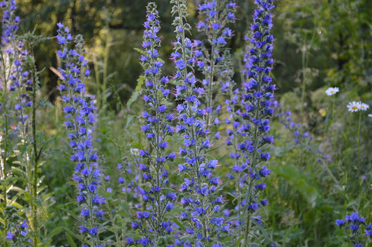 Echium seeds,250 Echium vulgare L. seeds, honey plant SW394