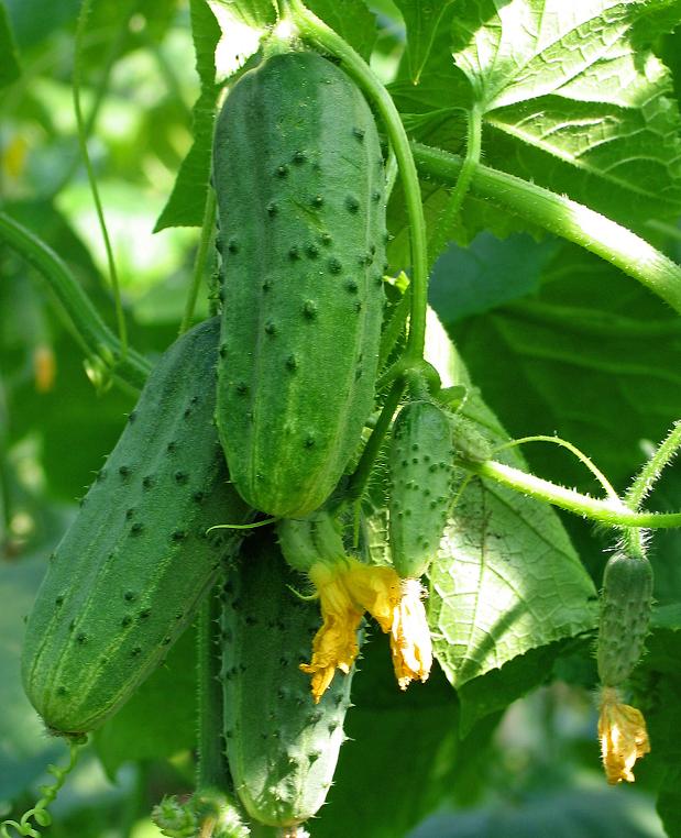 Cucumber seeds set №1 Titus F1 SW891, Monastery SW418, Chinese cold hardy F1 SW815, Slavic 885 - SW1014