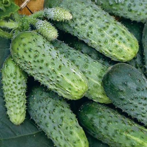 Cucumber seeds set №2 Julian F1 SW958, Game SW886, Pickled SW887, Drought-resistant SW888 - SW1015