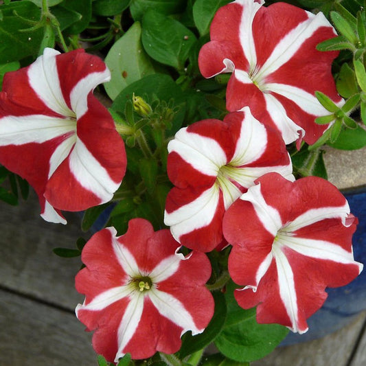 Petunia seeds, 2500 Petunia Starfall.seeds, Organic heirloom SW750