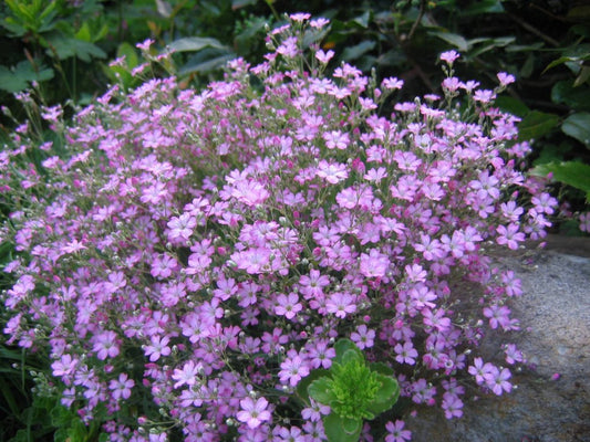 Gypsophila seeds Pink, 3000 gypsophila seeds, Organic heirloom SW800