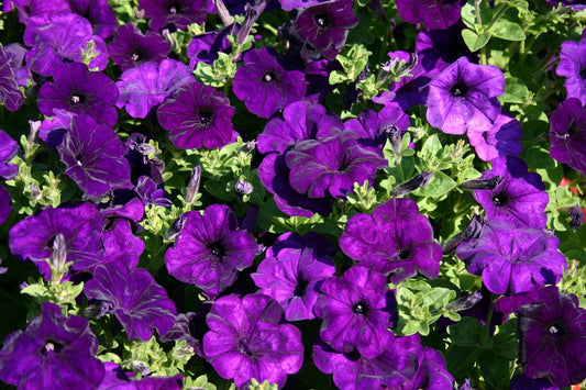 Petunia seeds, 2500 Petunia Violet.seeds, Organic heirloom SW753
