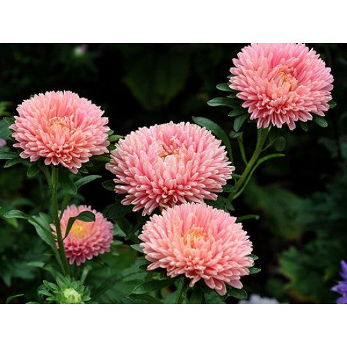 Aster seeds Artistic CHARLOTTE salmon, 0.25g Aster seeds, Organic heirloom SW710
