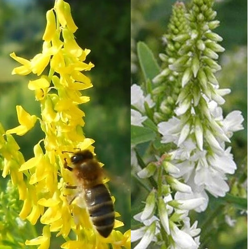 Melilotus seeds,10000 Melilotus officinalis seeds,Mix-white & yellow, honey plant SW395