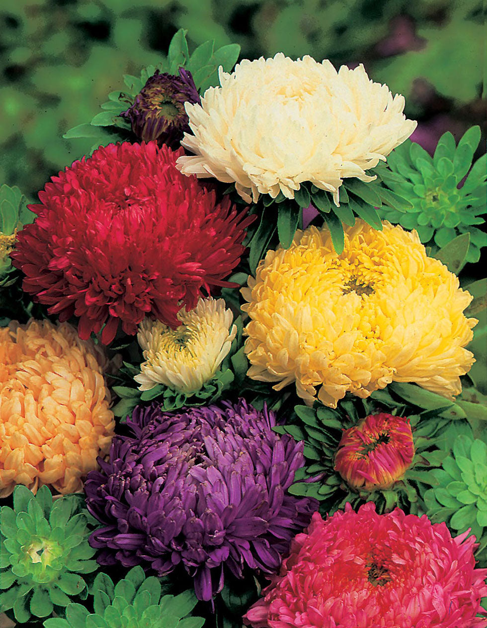 Aster seeds Queen market, 0.5g Aster seeds, Organic heirloom SW540-#274