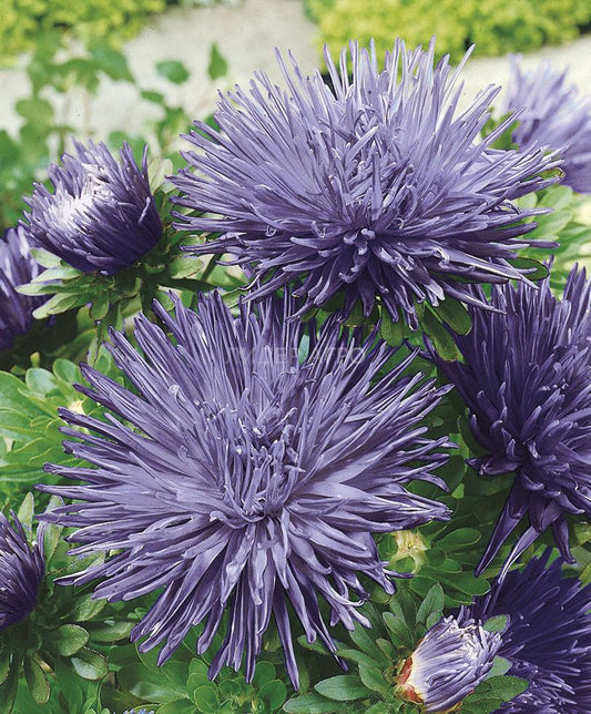 Aster seeds Angora, 0.3g Aster seeds, Organic heirloom SW277-#86