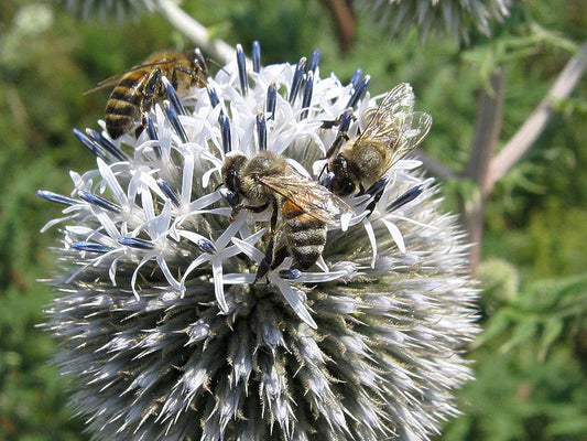 Echinops seeds, 1000 Echinops sphaerocephalus.seeds, Mordovnik SW274-#68