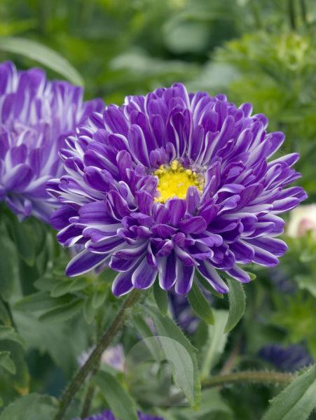 Aster seeds Contrast blue, 0,2g Aster seeds, Organic heirloom SW451
