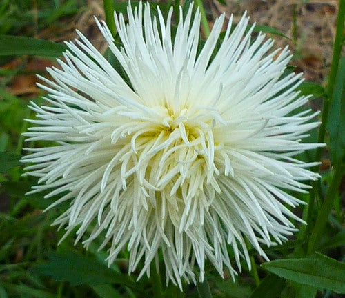 Aster seeds Pushinka, 0.3g Aster seeds, Organic heirloom SW286-#95