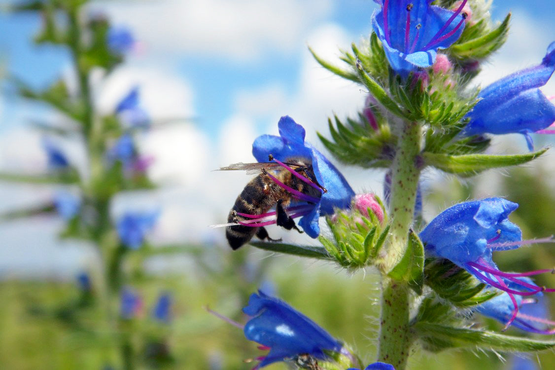 Echium seeds,250 Echium vulgare L. seeds, honey plant SW394