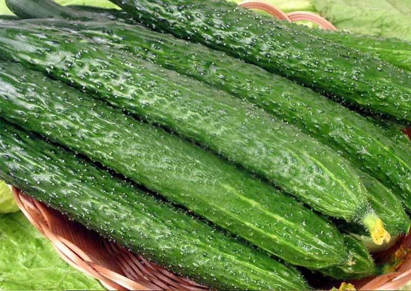 Cucumber seeds Chinese Miracle SW162