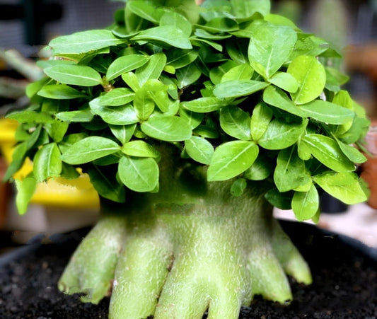 Adenium Arabicum seeds, 5 Adenium Arabicum King Popeye seeds SW1011A