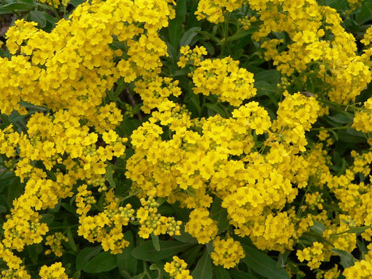Lobularia seeds, 200 Yellow Lobularia seeds, Alyssum rocky, organic Heirloom SW26