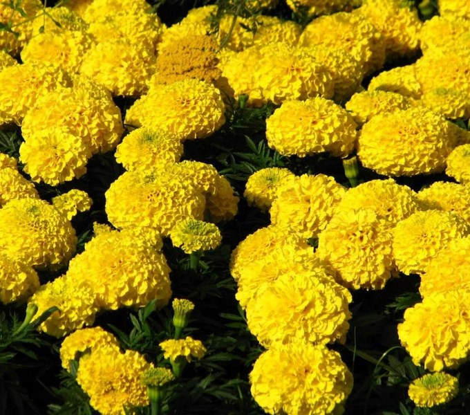 Marigolds Solar Giants seeds, 100 seeds SW135