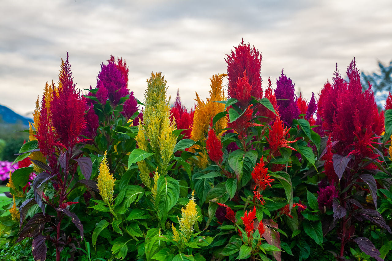 Amaranth seeds 500 seeds Amaránthus tall mix seeds SW829