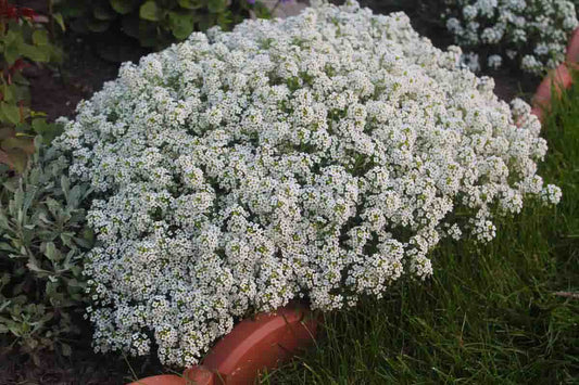 Lobularia seeds, 1000 White Lobularia maritima seeds, Alyssum SW828