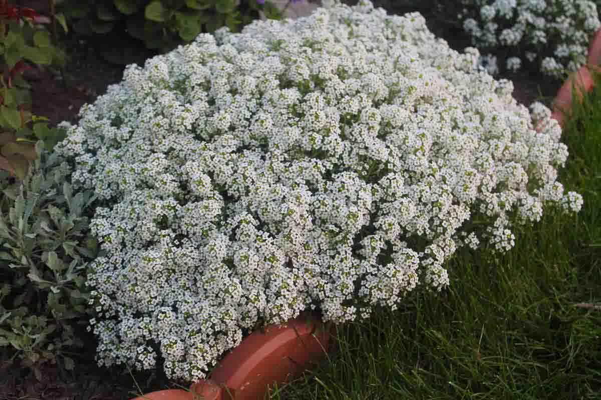 Lobularia seeds, 2000 White Lobularia maritima seeds, Alyssum SW828