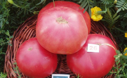 Tomato seeds Pink Giant SW161