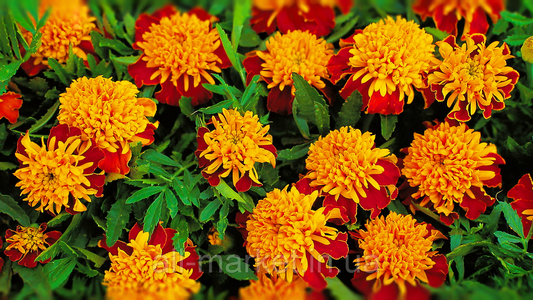 Marigolds Tiger Eye seeds, organic seeds SW962
