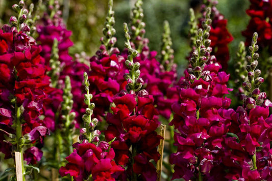 Snapdragon Tall Ruby, Antirrhinum organic seeds SW874