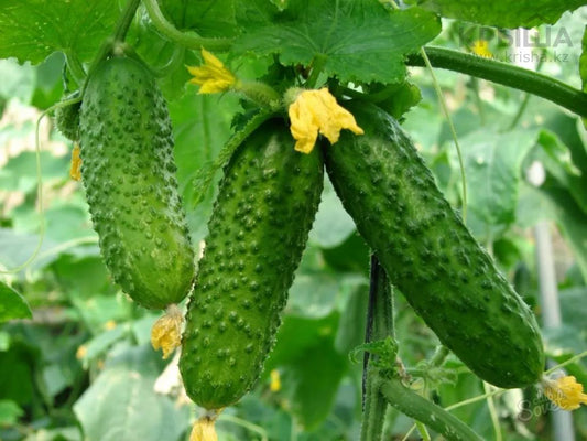 Cucumber seeds Monastery SW418